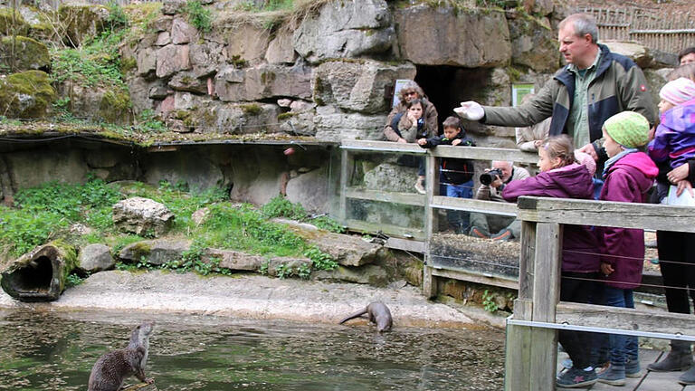 Jeden Nachmittag gegen 15 Uhr finden öffentliche Fütterungen im Wildpark Klaushof statt. Hier wirft Tierpfleger Frank Wehner dem Fischotter ein Stück Fleisch zu. Foto: Kathrin Kupka-Hahn       -  Jeden Nachmittag gegen 15 Uhr finden öffentliche Fütterungen im Wildpark Klaushof statt. Hier wirft Tierpfleger Frank Wehner dem Fischotter ein Stück Fleisch zu. Foto: Kathrin Kupka-Hahn