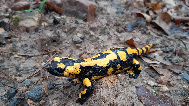 Feuersalamander sind gefährdet. In der Rhön und im Spessart werden deshalb die Larven des Reptils gezählt.       -  Feuersalamander sind gefährdet. In der Rhön und im Spessart werden deshalb die Larven des Reptils gezählt.