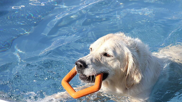 Beim Hundebadetag im Lohrer Freibad zum Abschluss der Badesaison 2018 kamen Herrchen, Frauchen und vor allem natürlich die Vierbeiner auf ihre Kosten.