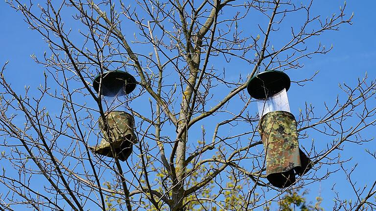 Zwei Insektenfallen hängen in einer Baumkrone.