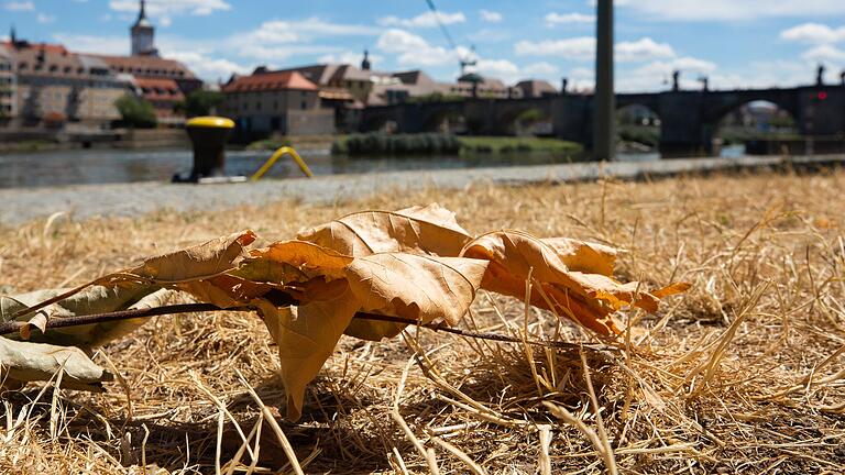 In Würzburg ist das Gras an der Mainpromenade gelb und verbrannt.