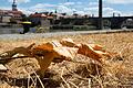 In Würzburg ist das Gras an der Mainpromenade gelb und verbrannt.