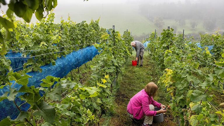 Bevor der Strahlunger Wein in die Flaschen fließen kann, müssen die Trauben geerntet werden. Das erfolgt in Strahlungen in reiner Handarbeit. Bevor der Strahlunger Wein in die Flaschen fließen kann, müssen die Trauben geerntet werden. Das erfolgt in Strahlungen in reiner Handarbeit. 