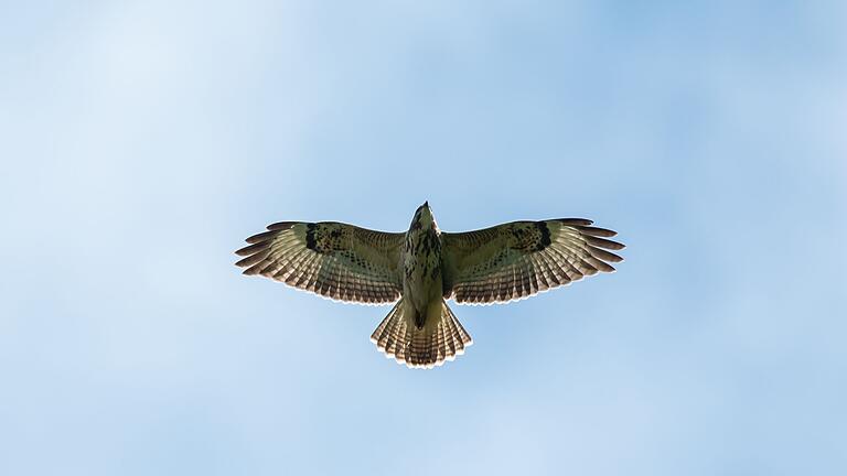 Bussard       -  Ein Bussard hat auf der Autobahn die Kollision mit einem Wagen überlebt. (Symbolfoto)