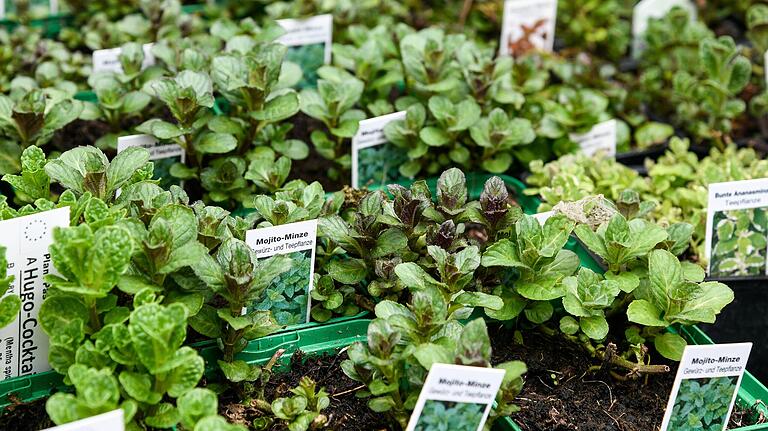 Die Auswahl ist große: Von Mojito- bis hin zu Schokominze gibt viele verschiedene Arten von Minzen in den hiesigen Gärtnereien. Die Auswahl ist große: Von Mojito- bis hin zu Schokominze gibt viele verschiedene Arten von Minzen in den hiesigen Gärtnereien.