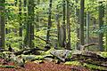 Naturwald im Steigerwald.