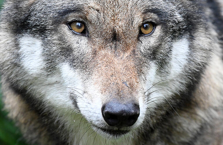 Es gibt mehrere Belege, dass nun auch im Spessart Wölfe unterwegs sind. Dieses Exemplar wurde in einem Gehege im Wildpark Eekholt fotografiert. Es gibt mehrere Belege, dass nun auch im Spessart Wölfe unterwegs sind. Dieses Exemplar wurde in einem Gehege im Wildpark Eekholt fotografiert. 