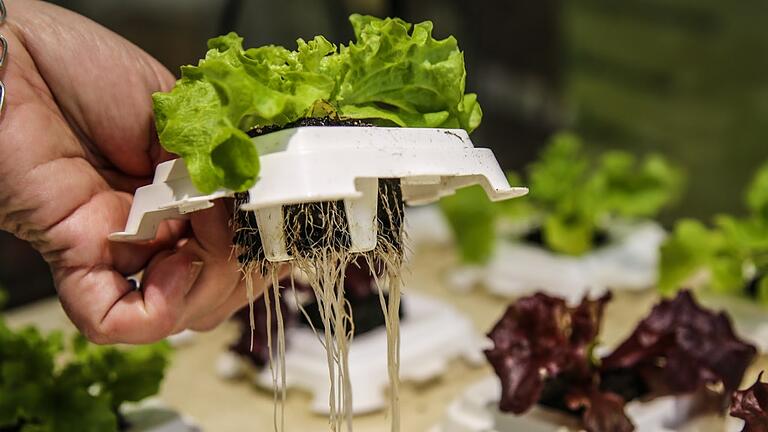 Für das Regrowing eignen sich besonders Pflücksalate mit intakten Wurzelballen. An relativ kühlen Südfenstern fühlen sich die Pflänzchen wohl.