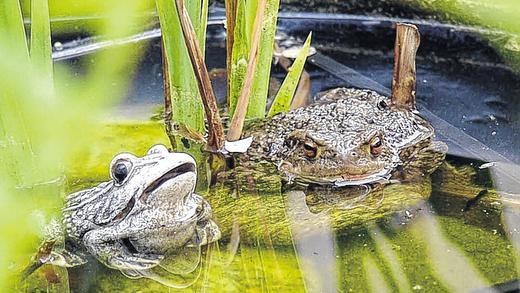 Der Frosch als Lärmquelle: Vor dem Kitzinger Zivilrichter zeigt sich derzeit, wie schnell durch Gequake aus Nachbarn regelrechte Feinde werden können.