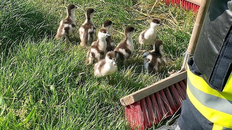 Auf dem Weg zurück ins Wasser. Acht junge Wildenten hielten am Samstag die Feuerwehr in Greßthal auf Trapp. Fürsorglich kümmerten sich einige Aktiven der Wehr um die Tiere.