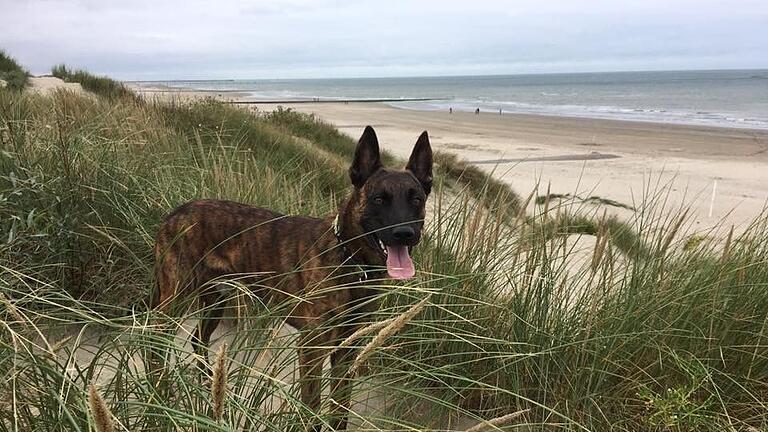 Kann jetzt mehr Zeit am Strand verbringen: Schäferhund Corax wurde aus dem Dienst bei der unterfränkischen Polizei entlassen. Kann jetzt mehr Zeit am Strand verbringen: Schäferhund Corax wurde aus dem Dienst bei der unterfränkischen Polizei entlassen.