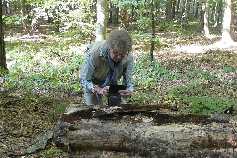 Die fotografische Dokumentation erfolgte in der Regel im jeweiligen Lebensraum der Tiere. Hier wird sie von Kittels Ehefrau Theresia bei Schnecken am Totholz vorgenommen.