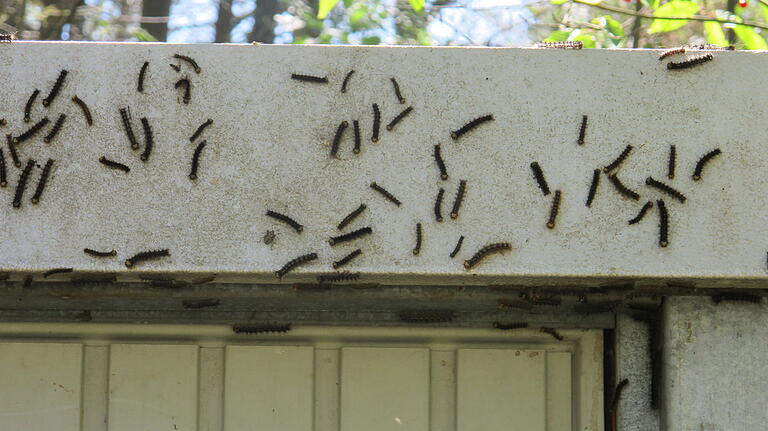 Die Schwammspinner-Raupen kriechen in Massen an den Gebäuden, hier eine Garage, am Waldrand bei Schraudenbach hoch. Die Schwammspinner-Raupen kriechen in Massen an den Gebäuden, hier eine Garage, am Waldrand bei Schraudenbach hoch. 
