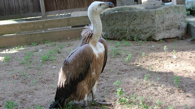 Weiblicher Zuwachs bei den Gänsegeiern im Wildpark.