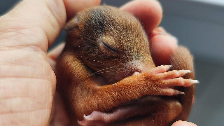 Dieses Eichhörnchen-Jungtier mit noch geschlossenen Augen ist dreieinhalb Wochen alt. Ohne die Pflege durch Isabell Mais hätte das aus dem Nest gefallene Tierchen kaum Überlebenschancen gehabt.