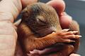 Dieses Eichhörnchen-Jungtier mit noch geschlossenen Augen ist dreieinhalb Wochen alt. Ohne die Pflege durch Isabell Mais hätte das aus dem Nest gefallene Tierchen kaum Überlebenschancen gehabt.