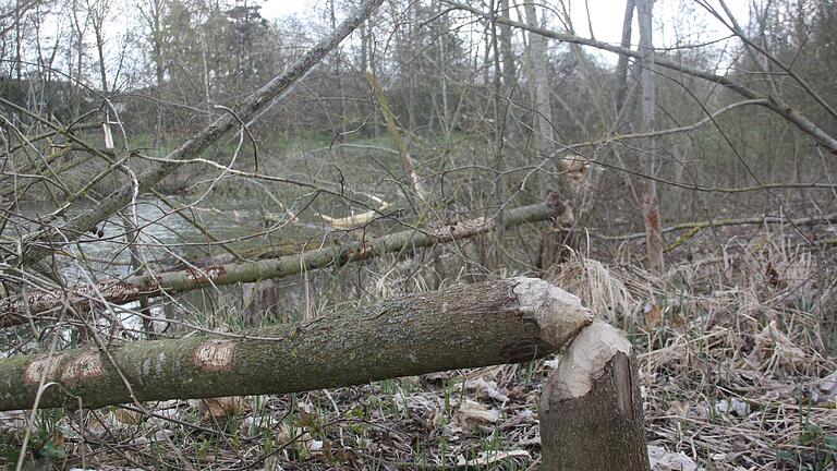 In den Nützelbachauen am südlichen Stadtrand von Gerolzhofen leben seit dem Jahr 2019 Biber. In den zurückliegenden Wochen haben die Nager dort am Ufer des Sees am Seeweg und entlang des Bachs zahlreiche Bäume gefällt.