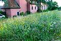 Nach einer Anregung aus der letztjährigen Bürgerversammlung wurde die Blühwiese vor der Ottendorfer Kirche verwirklicht. Jetzt meldete sich eine Bürgerin zu Wort und bezeichnete die Fläche als 'potthäßlichen Unkrautacker'.