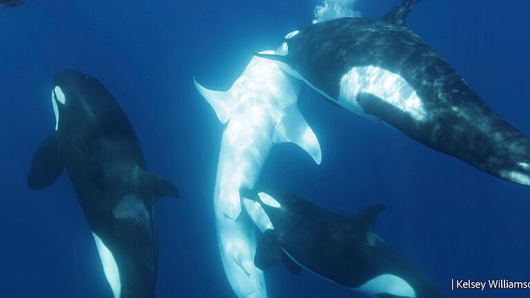 Orca-Gruppe jagt Walhaie       -  Die Orcas gehen gezielt auf den Bauch des Walhais.