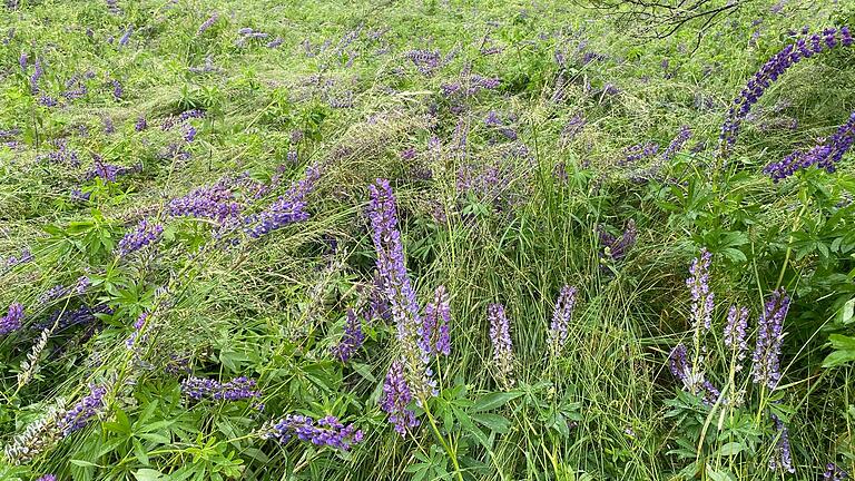 So sieht eine Wiese aus, wenn die Lupinen überhandgenommen haben.