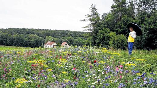 Kunterbunter Blumenwiese       -  (age)   Roter Mohn, blaue Kornblumen, Malven und Ringelblumen, dazu Gewürz- und Heilkräuter wie Dill, Borretsch und Kamillen bilden ein kunterbuntes Bild auf einer Blumenwiese unterhalb des Fahrradpavillons am Radweg am Ortsrand. Immer wieder bleiben Radfahrer und Spaziergänger an Rand des Feldes stehen und bewundern die bunte Pracht, die bei Sonnenschein viele Insekten anlockt, so dass es von Bienen, Schwebfliegen und Schmetterlingen nur so wimmelt.