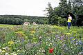 Kunterbunter Blumenwiese       -  (age)   Roter Mohn, blaue Kornblumen, Malven und Ringelblumen, dazu Gewürz- und Heilkräuter wie Dill, Borretsch und Kamillen bilden ein kunterbuntes Bild auf einer Blumenwiese unterhalb des Fahrradpavillons am Radweg am Ortsrand. Immer wieder bleiben Radfahrer und Spaziergänger an Rand des Feldes stehen und bewundern die bunte Pracht, die bei Sonnenschein viele Insekten anlockt, so dass es von Bienen, Schwebfliegen und Schmetterlingen nur so wimmelt.