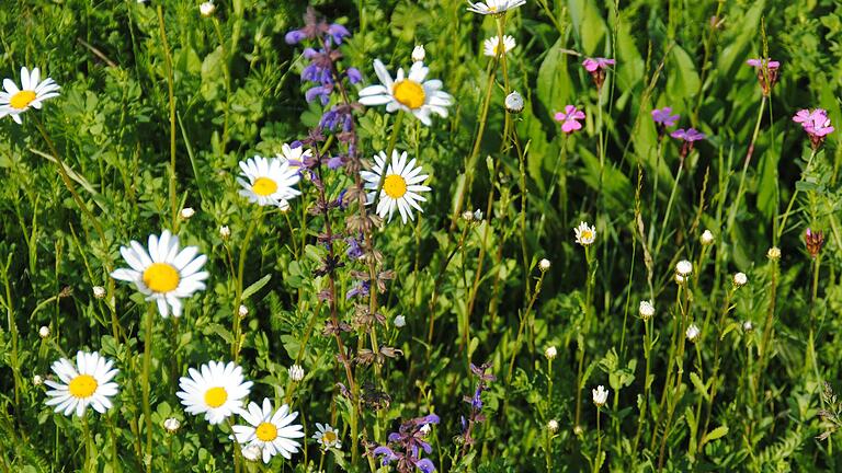 Kreisbäuerin Maria Hoßmann ruft zur insektenfreundlichen Gestaltung von Balkonen und Gärten auf.