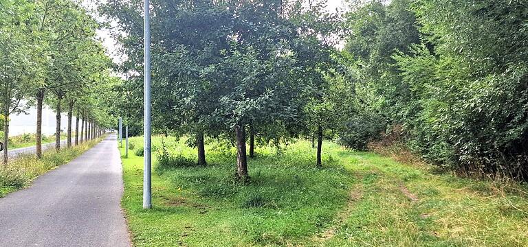 Die Sportanlage entsteht in gut 500 Meter Entfernung von der Altanlage an den Mainfrankensälen auf der Streuobstwiese rechts vom Radweg kurz vor dem REWE-Markt.