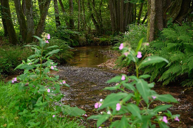 Das Schmalwassertal ist ein Naturidyll. Am Parkplatz in der Mitte des Tals lässt sich wunderbar rasten, auf einer Holzbank wenige Meter vom Bach. Das Schmalwassertal ist ein Naturidyll. Am Parkplatz in der Mitte des Tals lässt sich wunderbar rasten, auf einer Holzbank wenige Meter vom Bach.