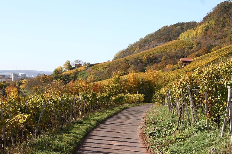 Was gibt es Schöneres, als bei der Herbstsonne durch den Weinberg zu laufen, hier in Richtung Zeil. Was gibt es Schöneres, als bei der Herbstsonne durch den Weinberg zu laufen, hier in Richtung Zeil.
