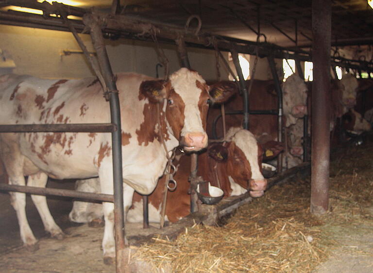 Auch in sauberen Anbindeställen könne es glückliche Kühe geben, meinen Milchkuhhalter, die eben keine anderen Möglichkeiten haben.