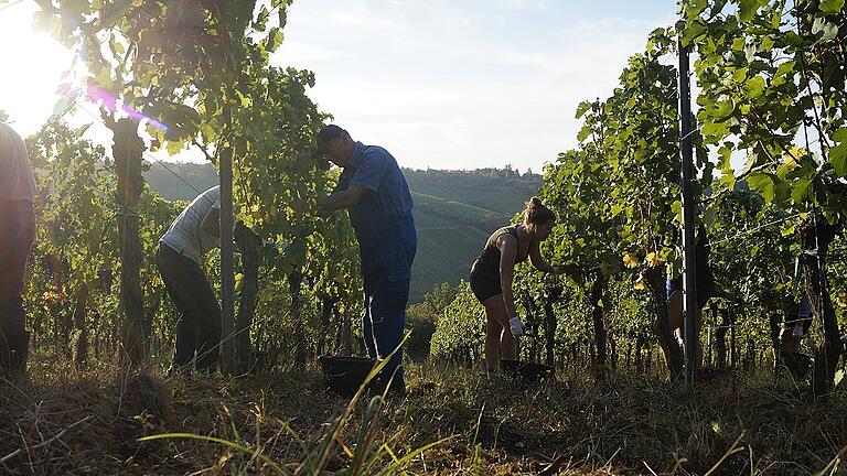 Mit der Weinlese können Winzer heuer zufrieden sein. Die Erträge sind so hoch wie schon lange nicht mehr. Hier eine Aufnahme vom letzten Tag der Weinlese in Randersacker. Mit der Weinlese können Winzer heuer zufrieden sein. Die Erträge sind so hoch wie schon lange nicht mehr. Hier eine Aufnahme vom letzten Tag der Weinlese in Randersacker.
