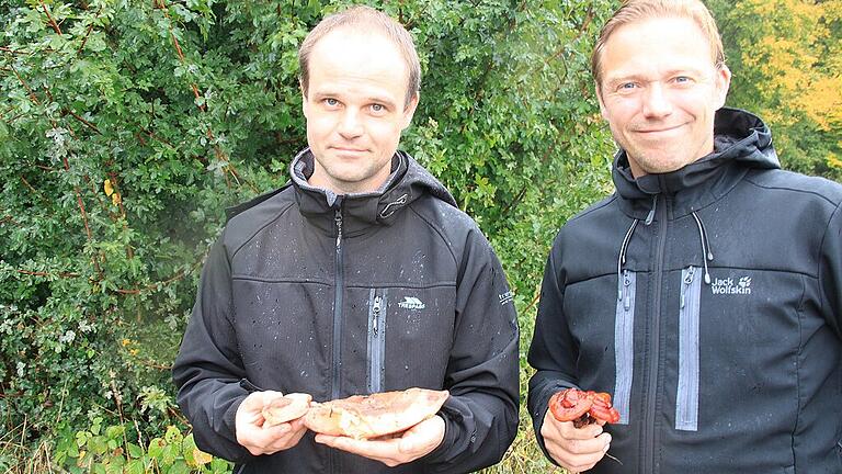 Sie finden bei ihren Exkursionen immer etwas und meistens sogar Sehenswertes: Christoph Wamser hält einen Leberreischling in den Händen, Rene Klein einen Glänzenden Lackporling. Fotos: Ralf Dieter