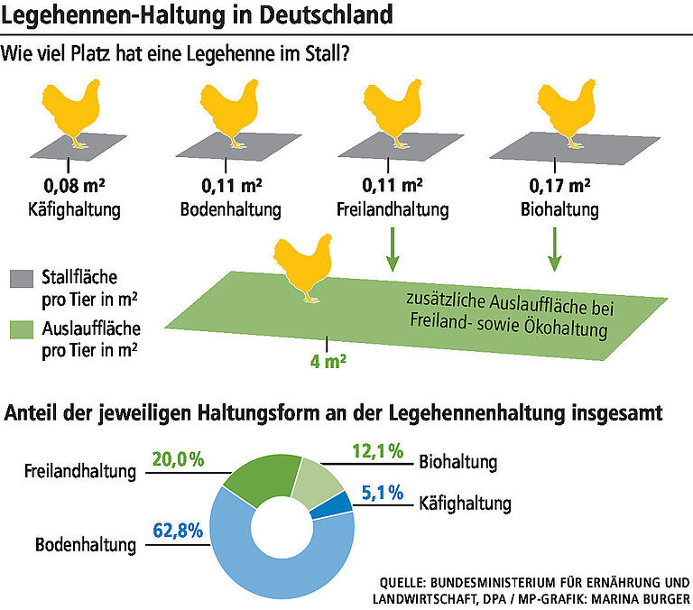 Bio-Eier oder Eier aus der Region: Was ist nachhaltiger und welche schmecken besser?