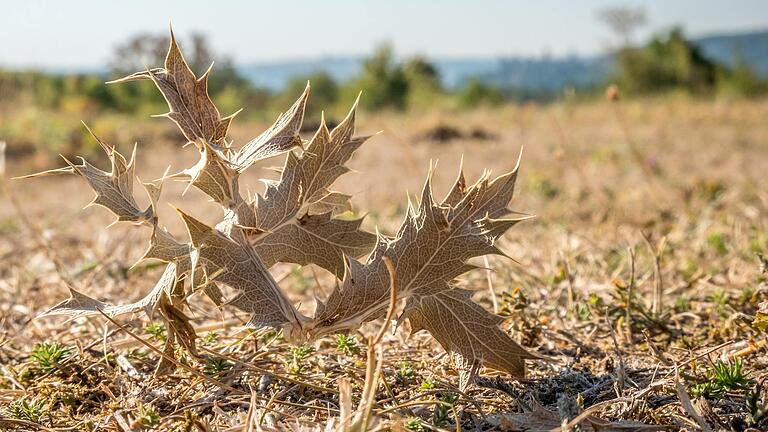 Eine vertrocknete Distel liegt unweit des Schenkenturms in Würzburg auf einer verdorrten Wiese. Auch in der kommenden Woche wird es wieder heiß in ganz Unterfranken.