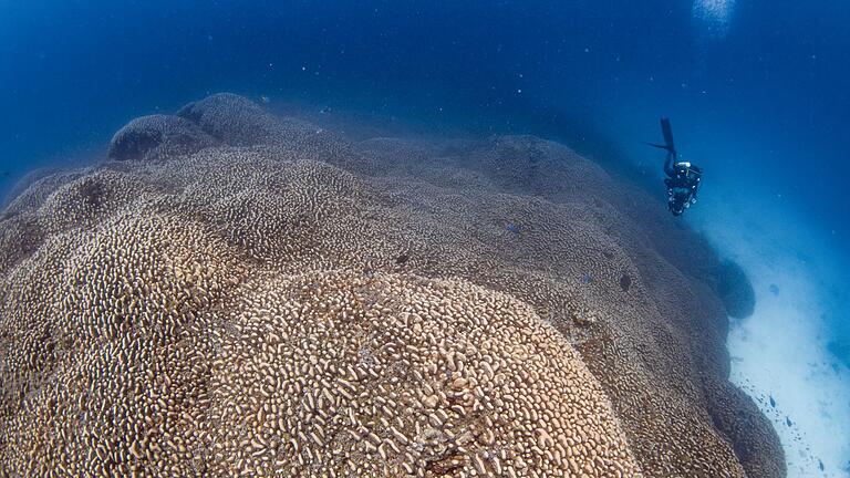 Mega-Koralle       -  Forscher des Programms Pristine Seas von National Georgraphic haben nach eigenen Angaben eine Koralle entdeckt, die größer ist als alle bislang bekannten.