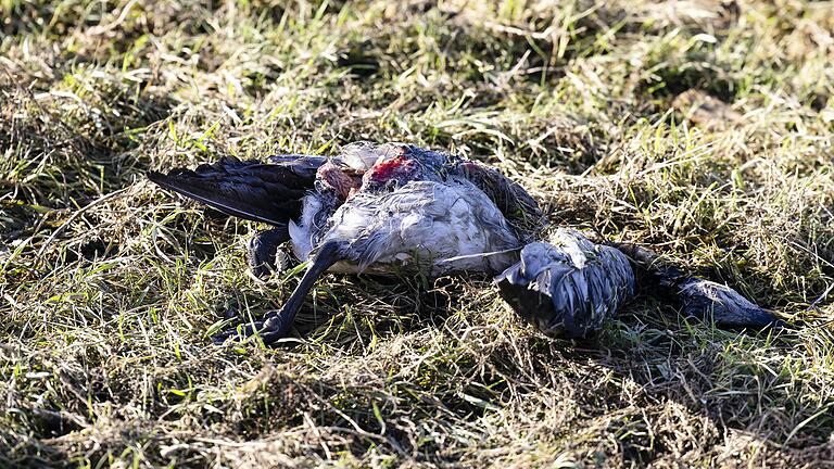 Diese tote Nonnengans in Nord-Friesland ist vermutlich ein Opfer der Geflügelpest geworden.