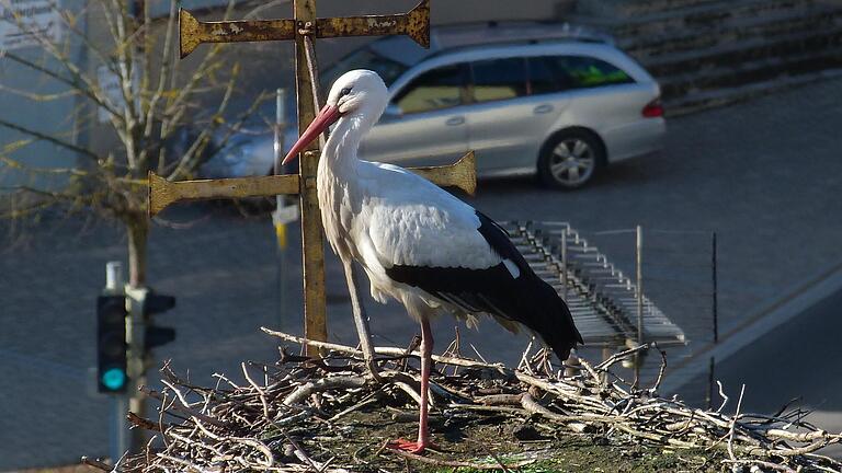 Der erste Storch ist wieder in Geiselwind gelandet.