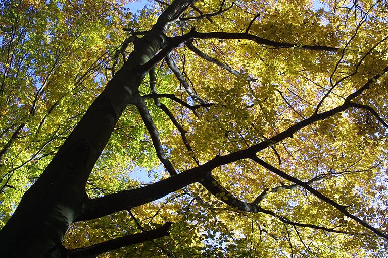 Endlich ein Jahr ohne Trockenheit – der Wald atmet 2021 wieder auf.