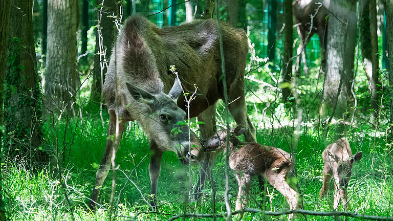 Noch wackelig auf den Beinen, aber für einen Nasenstubser mit Mama Daya reicht es schon. Die Elch-Zwillinge im Schweinfurter Wildpark kamen am Mittwoch zur Welt.