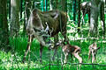 Noch wackelig auf den Beinen, aber für einen Nasenstubser mit Mama Daya reicht es schon. Die Elch-Zwillinge im Schweinfurter Wildpark kamen am Mittwoch zur Welt.