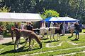 Zehn Jahre Gesundheitsgarten Retzbach - zehn Jahre Retztal-Lamas.