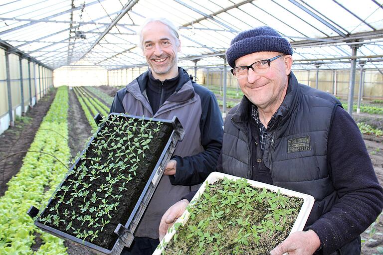 Klein, aber oho sind die Tagetes- und Tomatenpflänzchen, die Georg Theisen und Erich Gahr (von links) von der Solawi Kitzingen für die Pflanzenbörse bereitstellen. Klein, aber oho sind die Tagetes- und Tomatenpflänzchen, die Georg Theisen und Erich Gahr (von links) von der Solawi Kitzingen für die Pflanzenbörse bereitstellen.