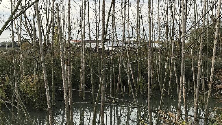 Bizarrer Anblick: Durch den plötzlichen Wasserstau sind diese Eschen einfach „ersoffen“. Bizarrer Anblick: Durch den plötzlichen Wasserstau sind diese Eschen einfach „ersoffen“.