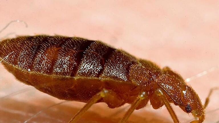 Bettwanzen können den Urlaubsaufenthalt zur Tortur machen. Foto: Piotr Naskrecki/CDC/Harvard University       -  Bettwanzen können selbst in der saubersten Wohnung auftreten.