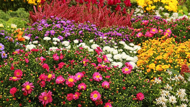 Auch im Herbst sind die Blumenbeete noch schön bunt - um Stauden sollten sich Gartenbesitzer jetzt besonders kümmern. Auch im Herbst sind die Blumenbeete noch schön bunt - um Stauden sollten sich Gartenbesitzer jetzt besonders kümmern. 