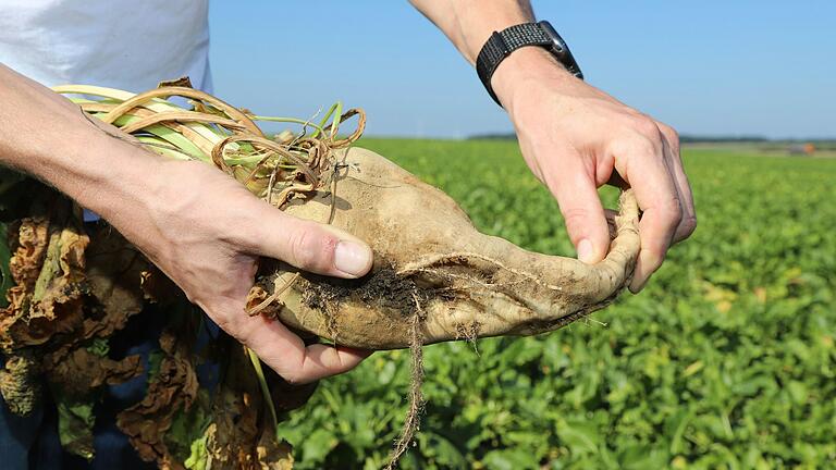 Landwirt Bernhard Bumm aus Kolitzheim zeigt eine Gummirübe, die sich wegen der Stolbur-Erkrankung stark biegen lässt. Das Bild entstand 2023. Landwirt Bernhard Bumm aus Kolitzheim zeigt eine Gummirübe, die sich wegen der Stolbur-Erkrankung stark biegen lässt. Das Bild entstand 2023.
