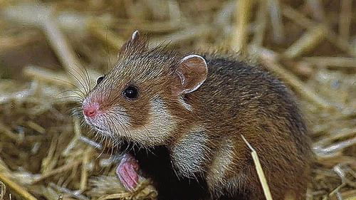 Der Bund Naturschutz warnt davor, den Feldhamster als lästiges Investitionshindernis und Schädling abzustempeln.