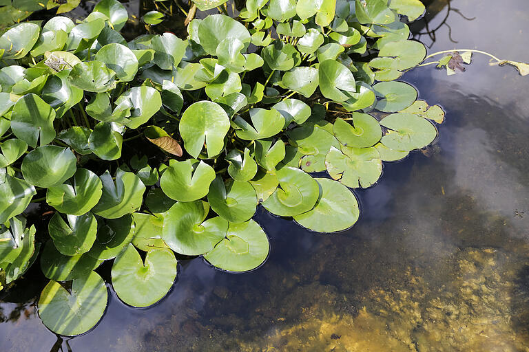 Ein Teich kommt bei den Prüfern gut an. Ein Teich kommt bei den Prüfern gut an. 