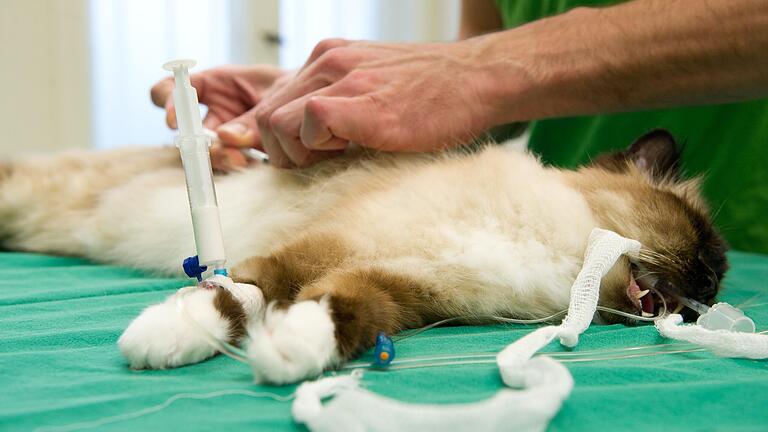 Mitte Februar musste der Schweinfurter Tierarzt Dr. Michael Göde eine Katze aus Dittelbrunn operieren. Was genau die eitrige Wunde verursacht hatte, ist bis heute unklar. Bei dem Foto handelt es sich nicht um das betreffende Tier, sondern um ein Symbolbild.